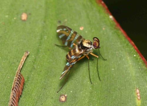 Chrysopilus fascipennis